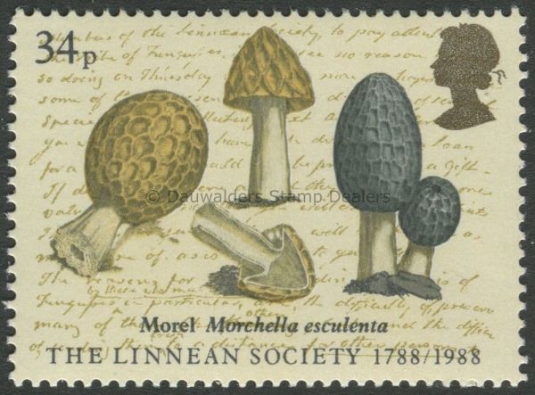 SG1383 34p Morchella Esculenta 1988 Linnean Society