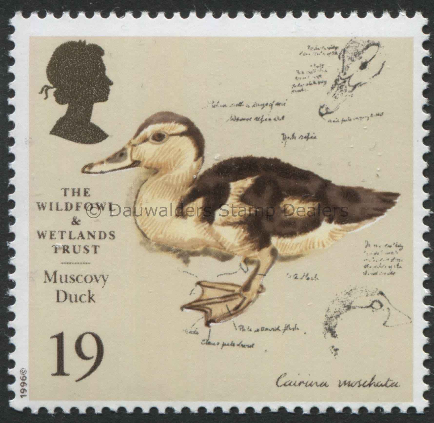 SG1915 19p Muscovy Duck 1996 50th Anniv. Wildfowl and Wetlands