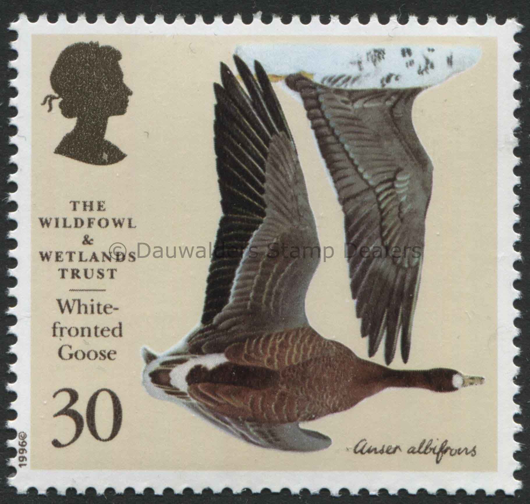 SG1917 30p White-front Goose 1996 50th Anniv. Wildfowl and Wetlands