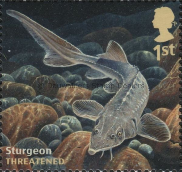 SG3617 1st Sturgeon 2014 Sustainable Fish