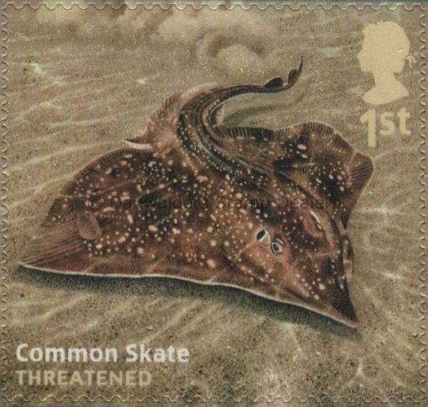 SG3632 1st Common Skate (2) (2nd) 2014 World War I